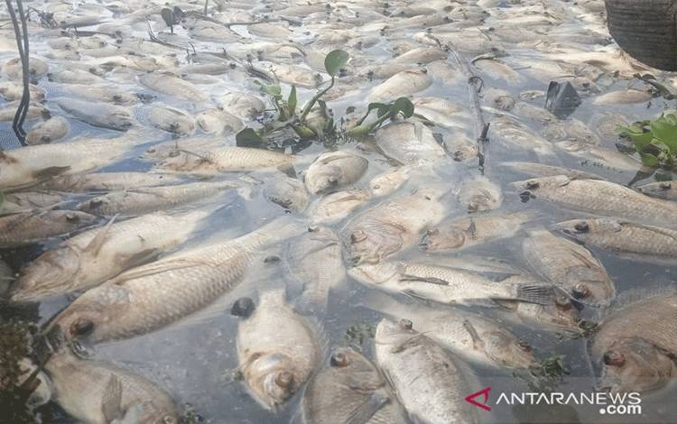 Kematian Ikan di Danau Maninjau Sumbar Hampir 1.000 Ton
