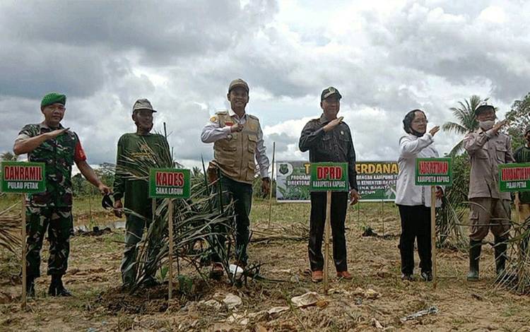 Petani di Saka Lagun Tanam Perdana Bibit Pisang Unggul Dukung Food Estate