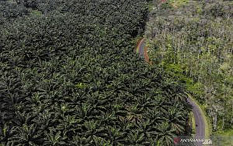 Perang Opini dan Realitas Kelapa Sawit Indonesia