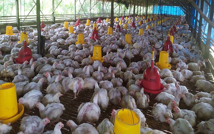 Ternak Ayam Potong, Kerja Santai Untung Besar
