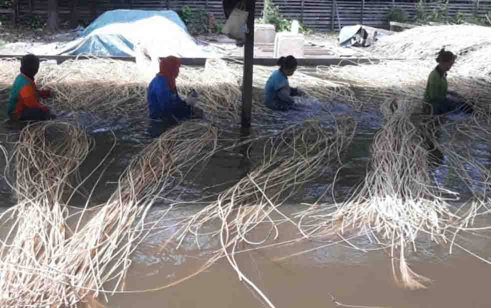 Harga Rotan di Kotim Anjlok hingga Rp 3.500 per Kilogram
