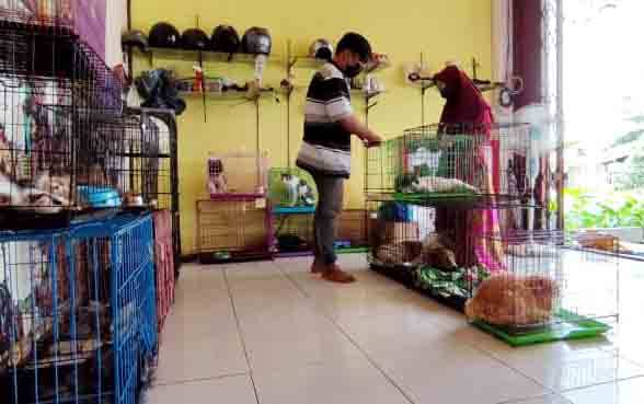 Penitipan Hewan Penuh di Momen Libur Natal dan Tahun Baru