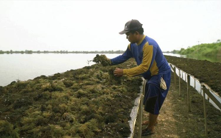 IEB Institute Prediksi Permintaan Komoditas Rumput Laut Masih Tinggi