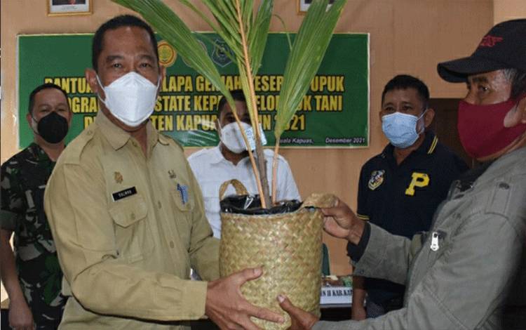 Kelompok Tani di Kapuas Dapat Bantuan Benih Kelapa Genjah