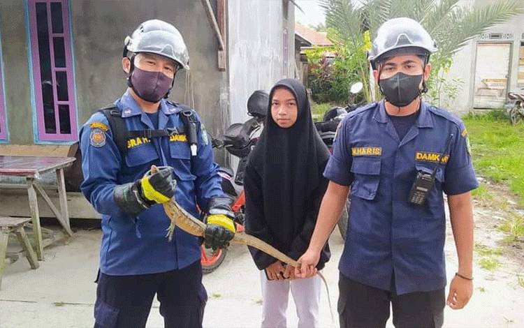 Biawak 1 Meter Muncul di Sela Rak Piring Warga