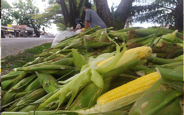 Pedagang Jagung Musiman Mulai Bermunculan di Sampit