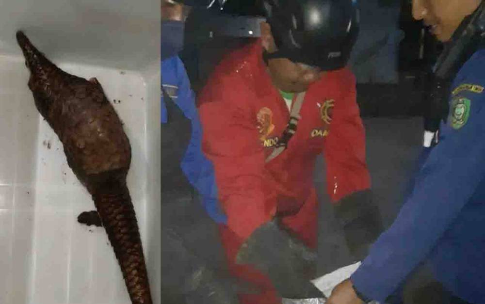 Warga Sampit Temukan Satwa Dilindungi ini di Selokan