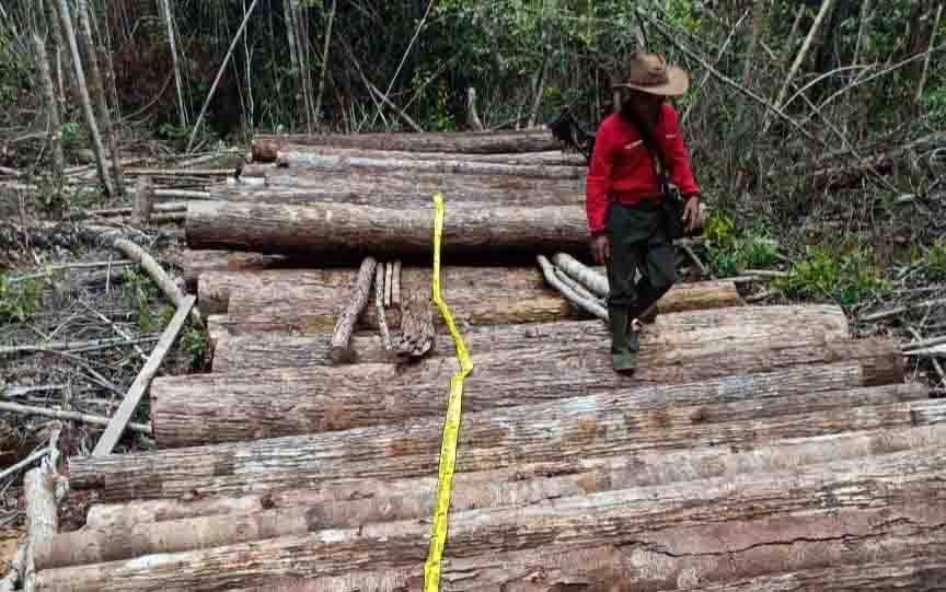 Operasi Wanalaga di Kotim, 6 Tersangka Illegal Logging Diringkus