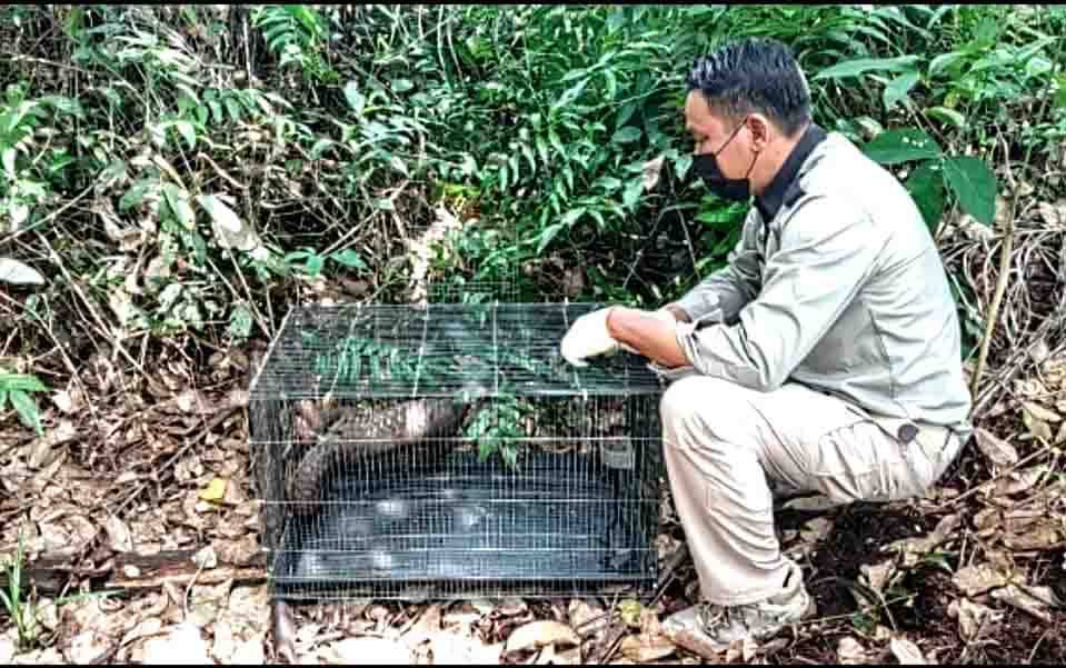BKSDA Sampit Lepas Liarkan Trenggiling Temuan Warga