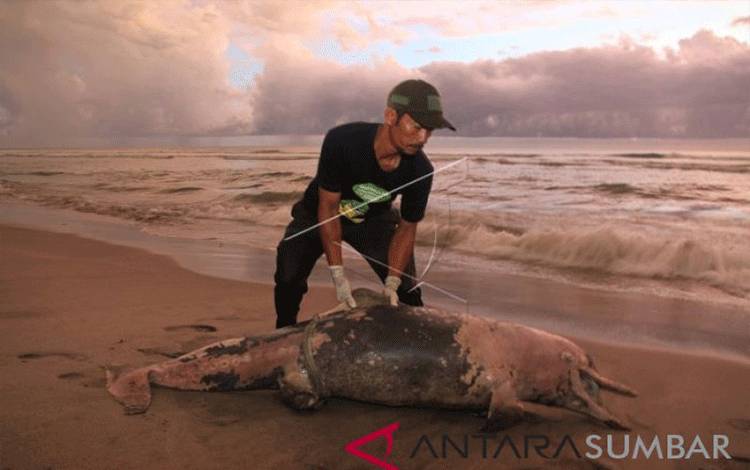 Seekor Lumba-lumba Ditemukan Mati di Pantai Aceh Selatan