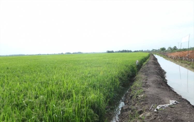 Food Estate Dirancang Melalui Koordinasi Antar Kementerian dan Lembaga