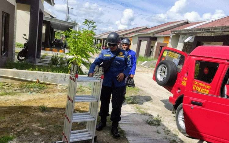 Tawon Vespa Bersarang di Perumahan Warga Ketapang Sampit