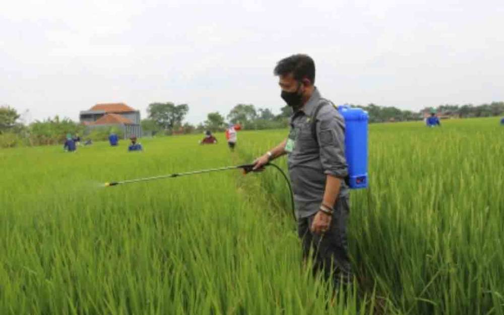 Ini Alasan Food Estate Dikembangkan di Wilayah Eks PLG