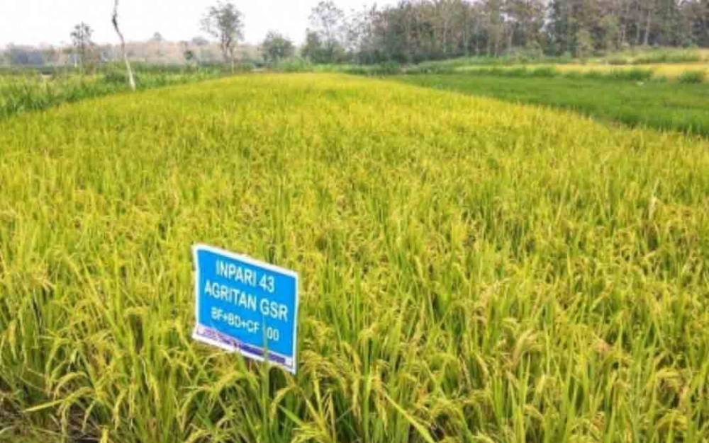 Begini Langkah Pemerintah Kelola Program Food Estate