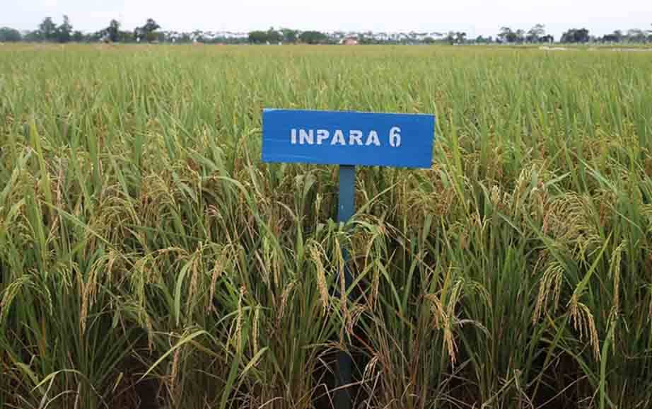Food Estate Gunakan Prinsip Good Harvesting Practices