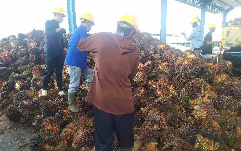 Harga CPO di Sumatera Utara untuk Ekspor Masih Tinggi