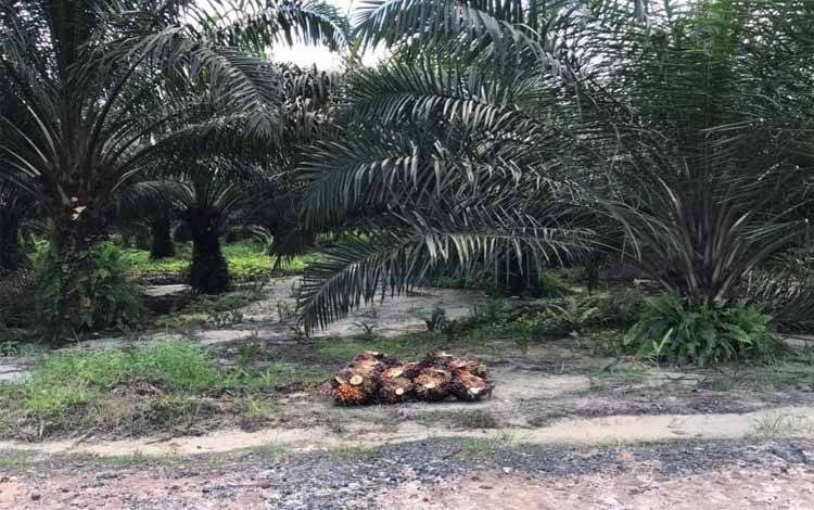 Pemkab Pulang Pisau Dorong RAD Perkebunan Berkelanjutan