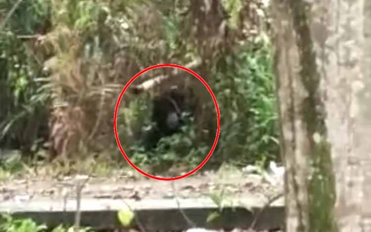 Warga Laporkan Keberadaan Beruang Besar di Desa Penyang