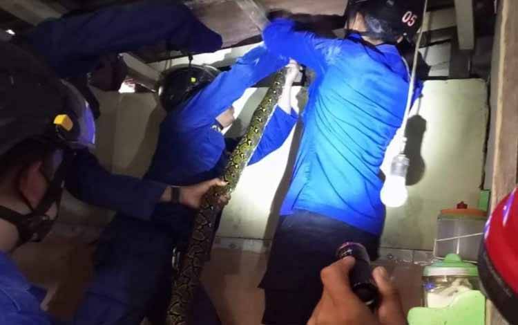 Lagi Asyik Makan, Warga Pembina Sampit Melihat Buntut Ular Menjuntai