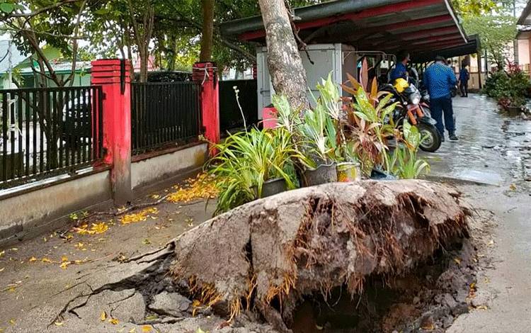Warga Sampit Diimbau Waspada Pohon Tumbang saat Angin Kencang
