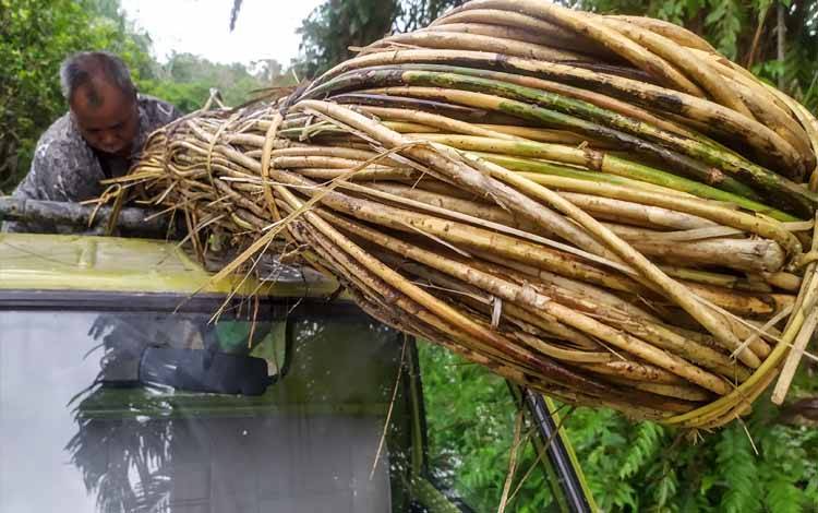 Sejumlah Pengepul Rotan Bangkrut di Kotim