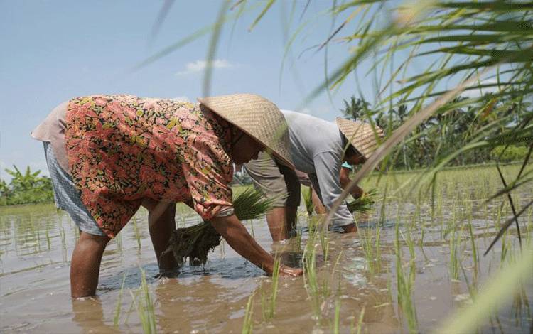 RI Harus Suarakan Investasi Berkelanjutan untuk Petani Kecil pada G20