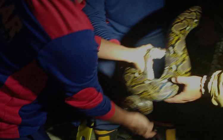 Saat Membelit 2 Ekor Ayam, Seekor Ular Piton Disergap Anggota Damkar Kobar