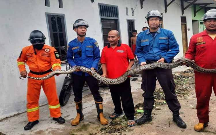 Kakek Ini Curiga Ayam Kesayangan Tak Berkokok Lagi, Ternyata ini Pemangsanya