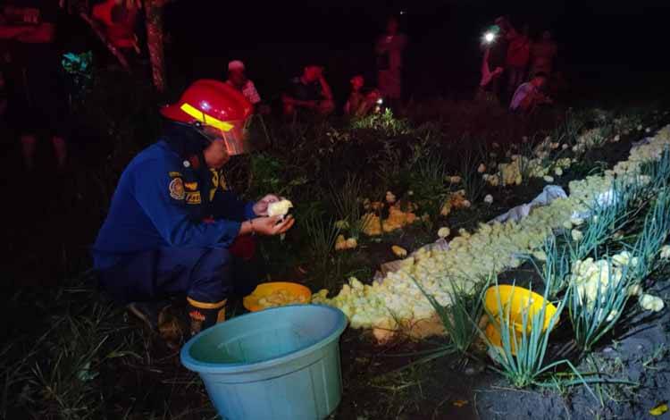 Kandang Berisi Ribuan Ekor Ayam di Desa Batu Belaman Nyaris Terbakar