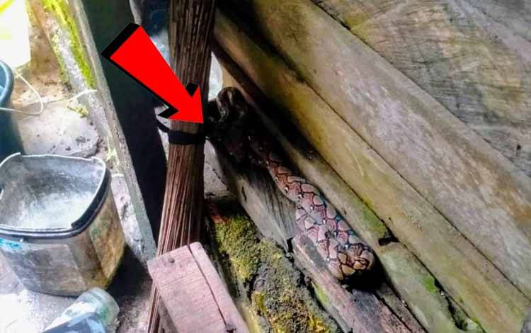Warga Baamang Hulu Kaget Meliat Satwa Liar ini Bersantai di Samping Rumah