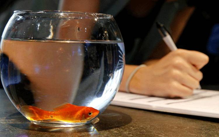 Prancis Berhenti Jual Akuarium Mangkuk karena Membuat Ikan Cepat Mati