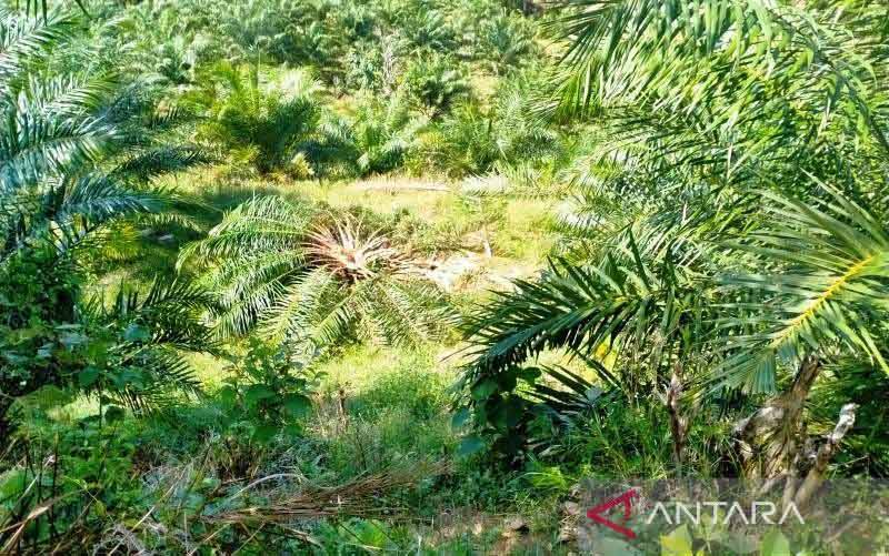 Kawanan Gajah Liar Obrak-abrik Kebun Kelapa Sawit
