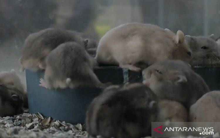 Seekor Hamster yang Diserahkan di Hong Kong Terbukti Positif COVID-19