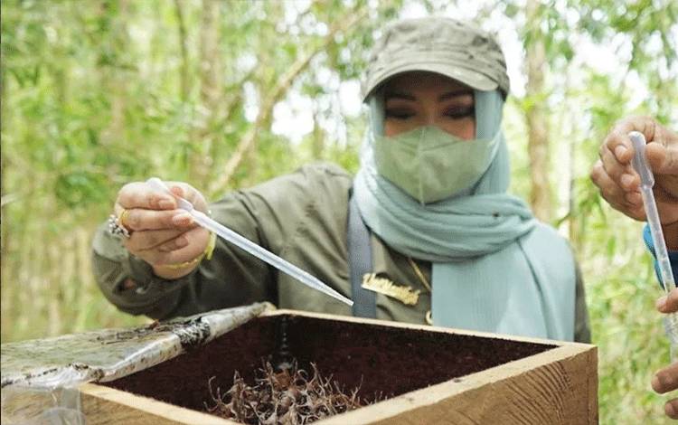 Budidaya Madu Kelulut Peluang Bisnis Bernilai Tinggi
