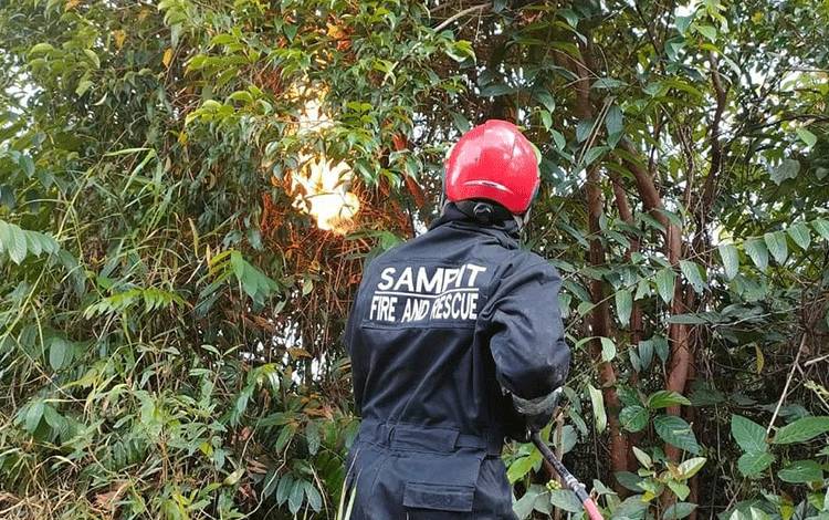 Tawon Mematikan Bersarang di Depan Rumah Warga Jalan Kembali Sampit