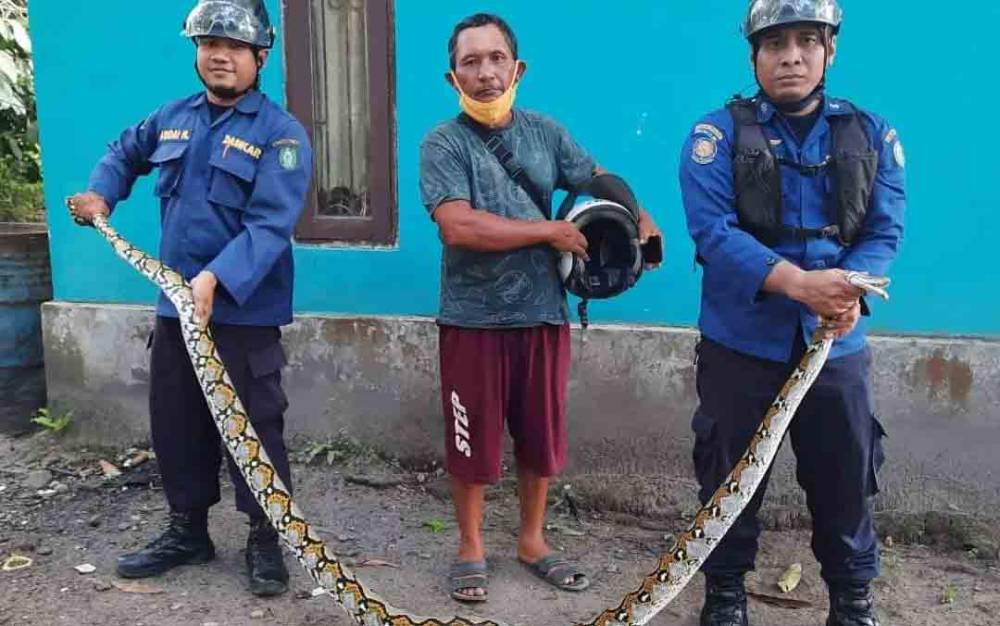 Warga Ketapang Kaget Ada Ular Telan Ayam Peliharaan