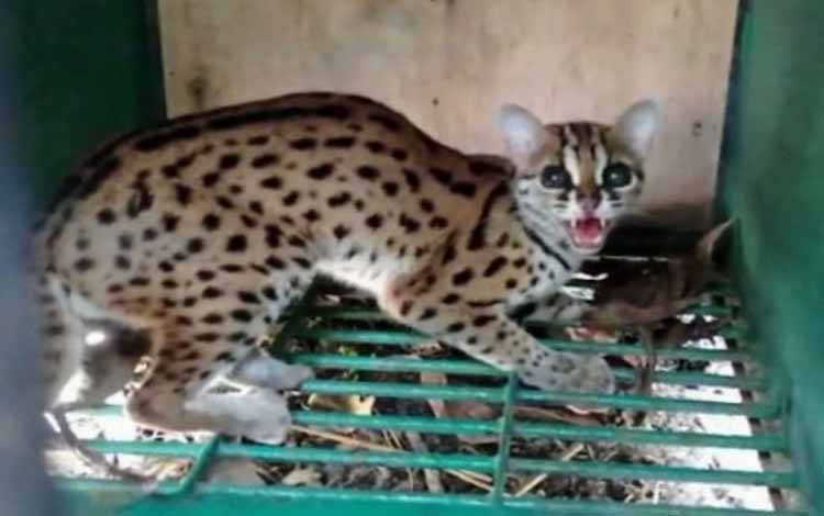 Kucing Hutan Serang dan Makan Ayam Peliharaan Warga