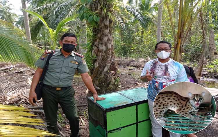 Belasan Ayam Peliharaan Warga Seruyan Jadi Mangsa Kucing Hutan