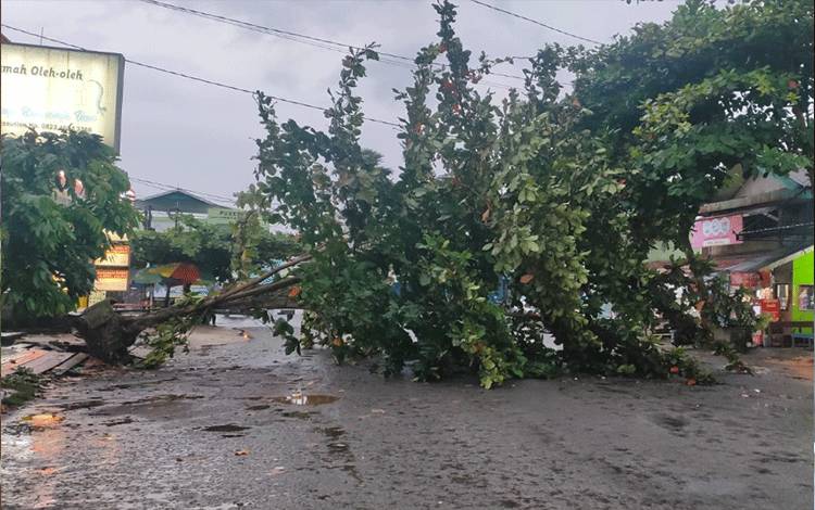 Pohon Tumbang Diterpa Angin Kencang Tutup Jalan Ais Nasution Sampit