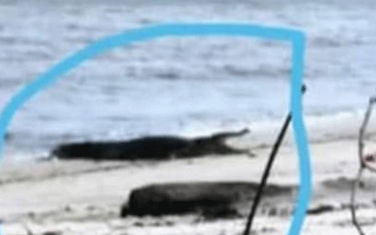 BKSDA Segera Observasi atas Kemunculan Buaya Berjemur di Pantai Sungai Bakau