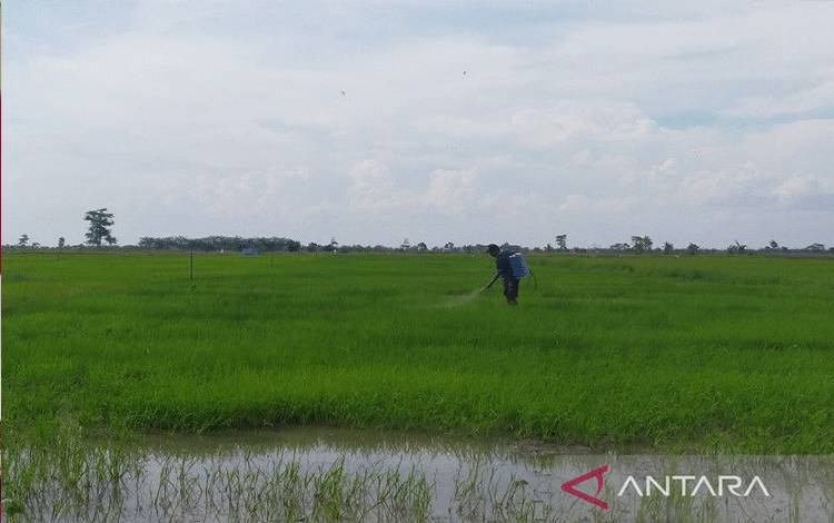 Seruyan Terima 5.795 Ton Pupuk Bersubsidi dari Kementan