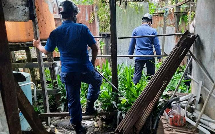 Ular Kabur ke Semak, Dipancing dengan Seekor Ayam, Ayamnya Lenyap