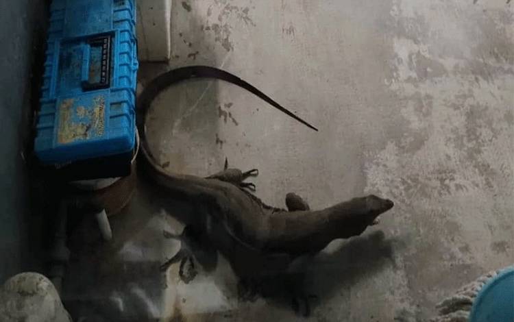 Biawak Air Nyasar ke Garasi Warga di Sampit