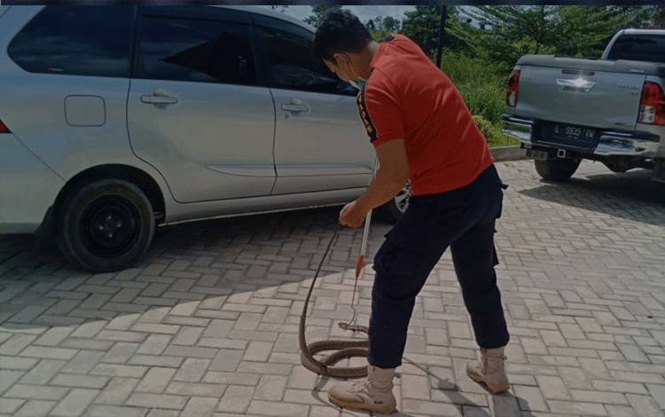 Bukan Hanya Padamkan Kebakaran, Ini Tugas Lain yang juga Ditangani Damkar Kobar