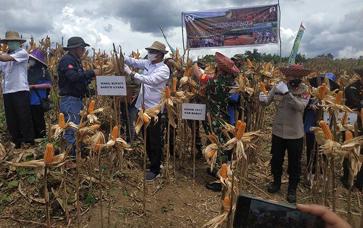 Wakil Bupati Barito Utara Hadiri Panen Jagung Hibrida di Desa Benangin I