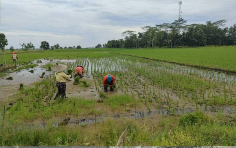 Pemkab Pulpis Tetapkan Perda Perlindungan Lahan Pertanian