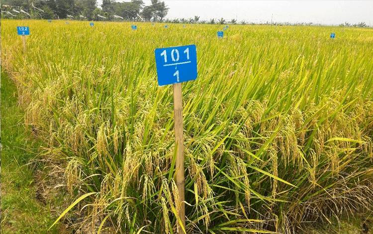 Benih Hibrida Disiapkan untuk Food Estate