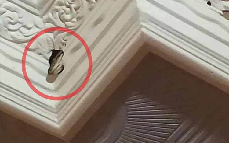 Ular Nongol di Plafon Rumah Akhirnya Ditemukan