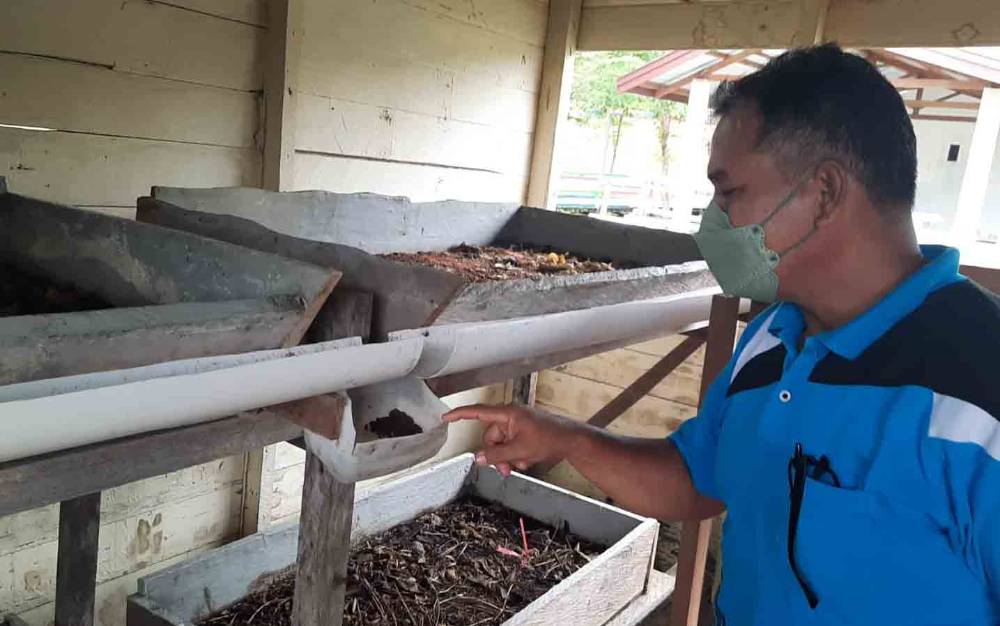 Ini Manfaat Ekstrakurikuler Budi Daya Maggot untuk Siswa di Kabupaten Gumas