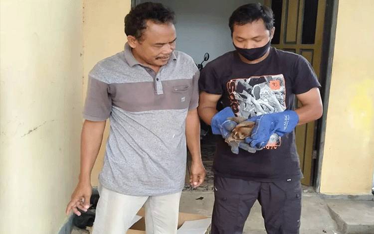 BKSDA Kalteng Terima Penyerahan Kukang dari Masyarakat